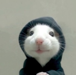 hood rat