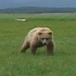 The Mercy Of The Bear